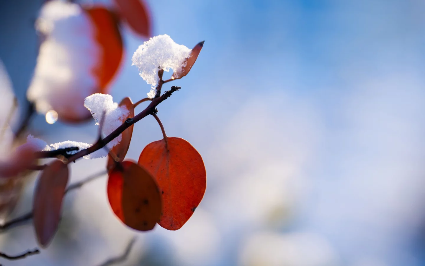 Природа