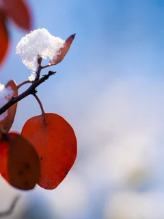Природа