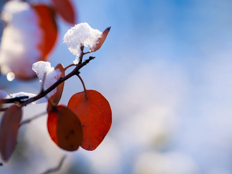 Природа