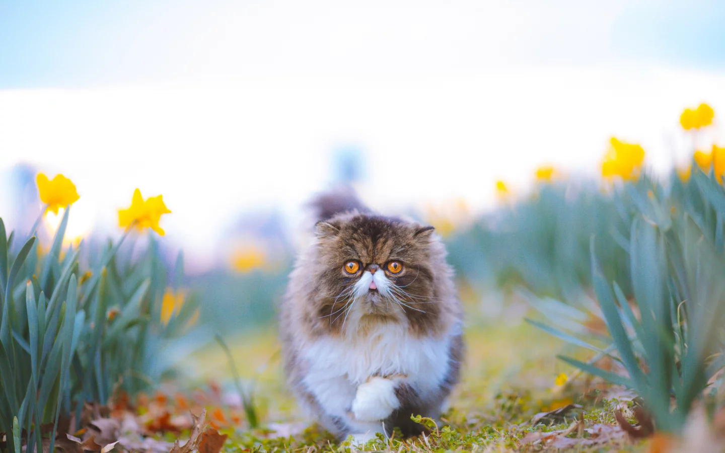 Животное