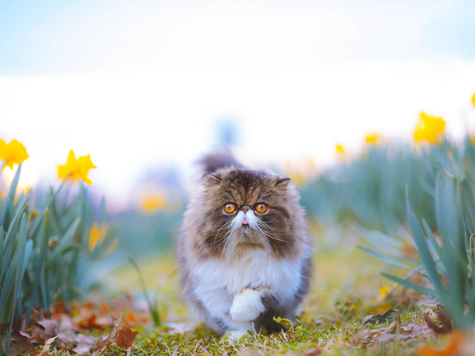 Животное