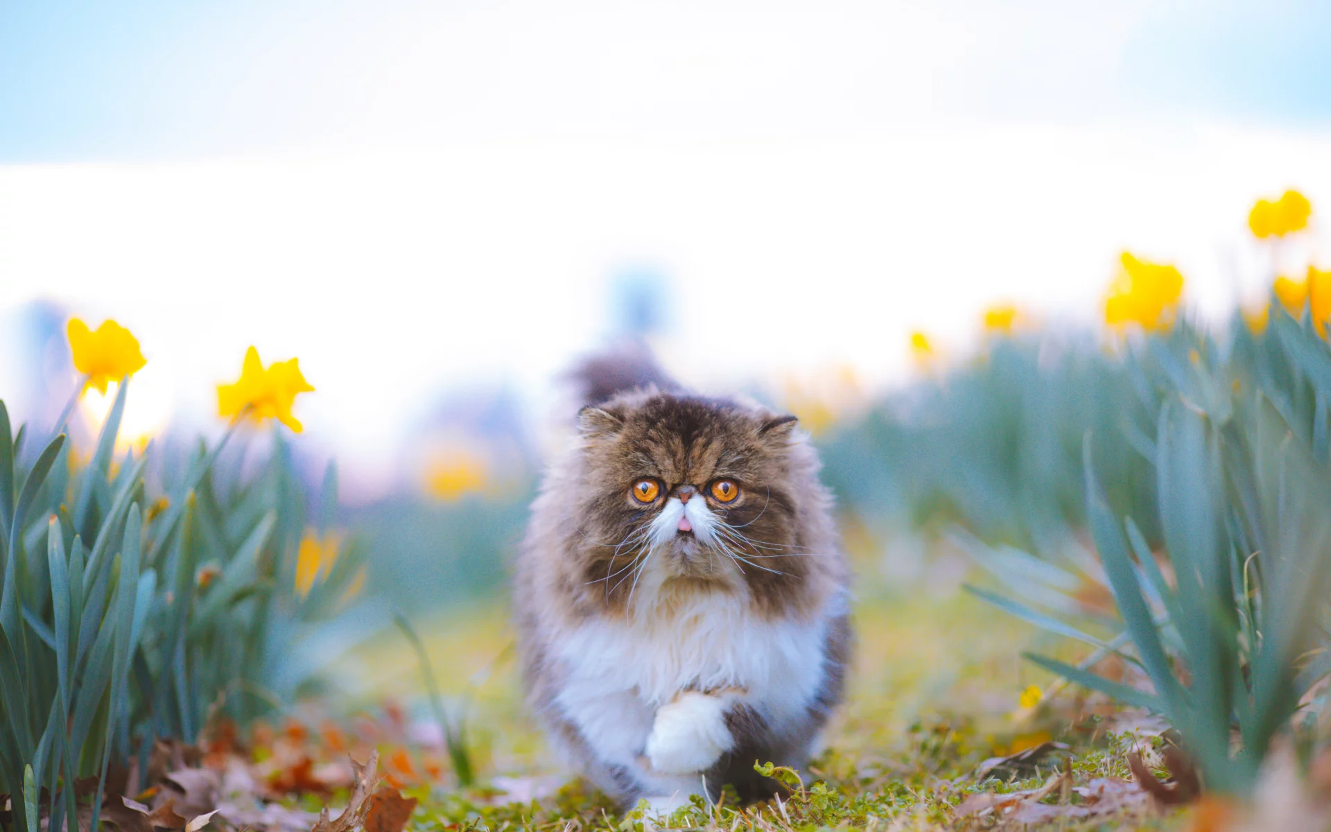 Животное