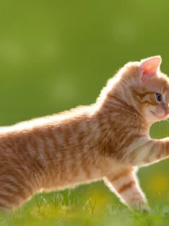 Животное