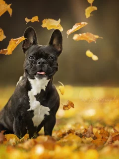 Животное