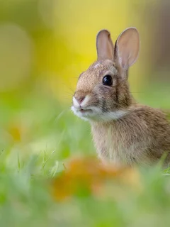 Животное