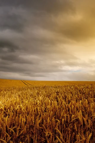 Природа
