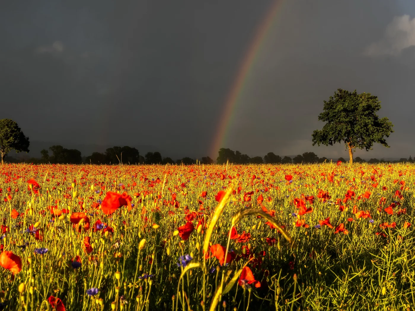 Природа