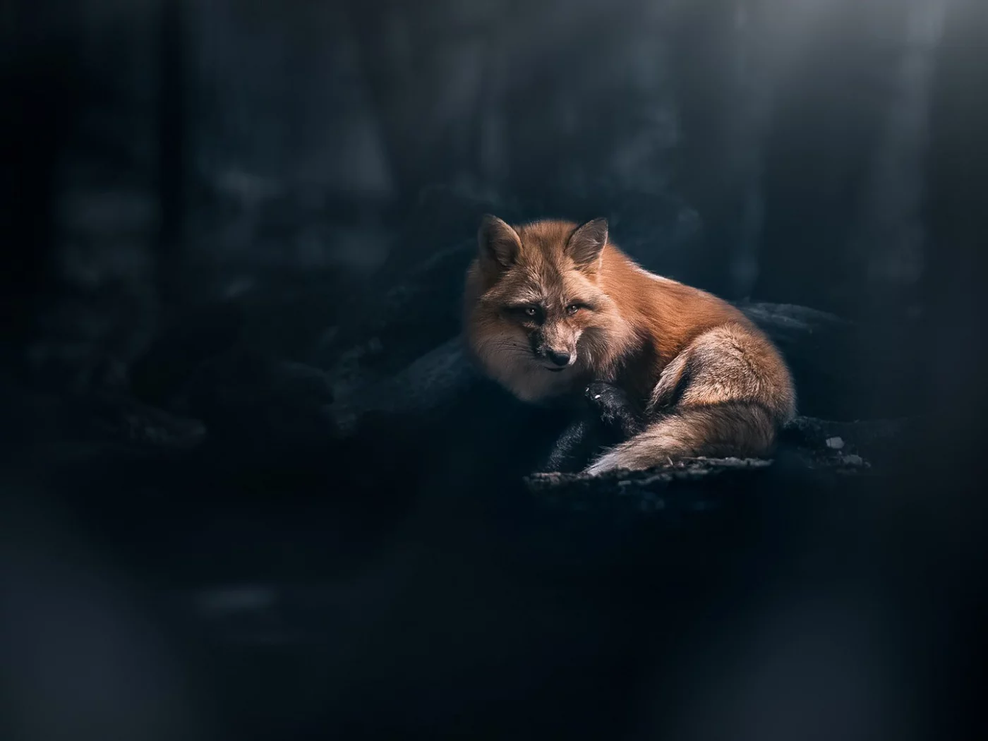 Животное
