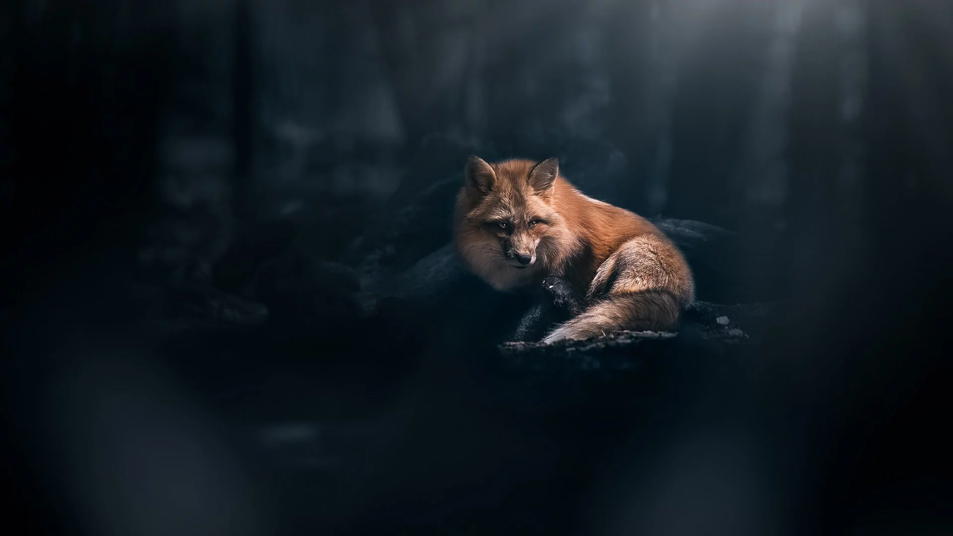 Животное