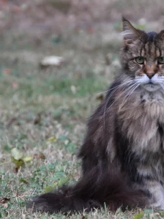 Животное