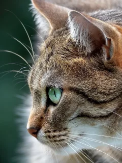 Животное
