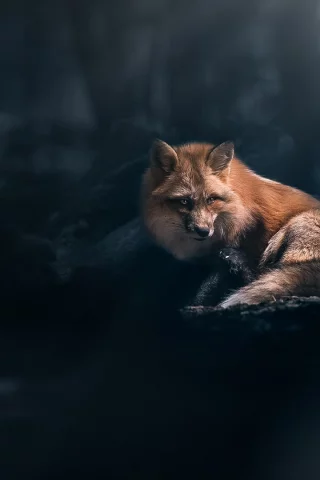 Животное