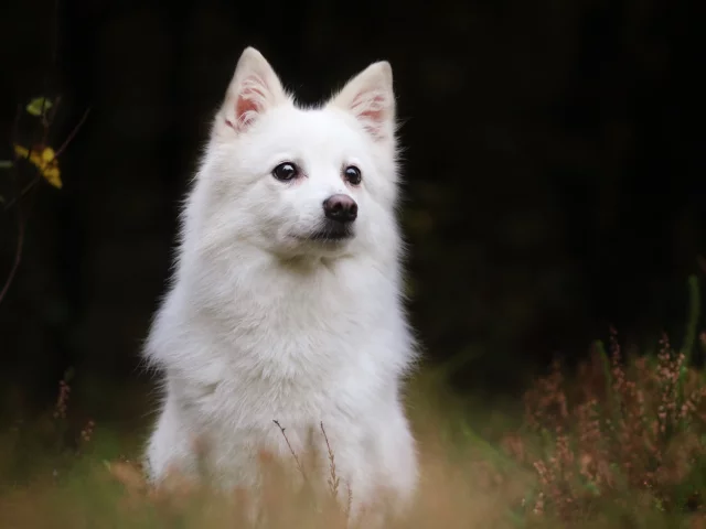 Животное