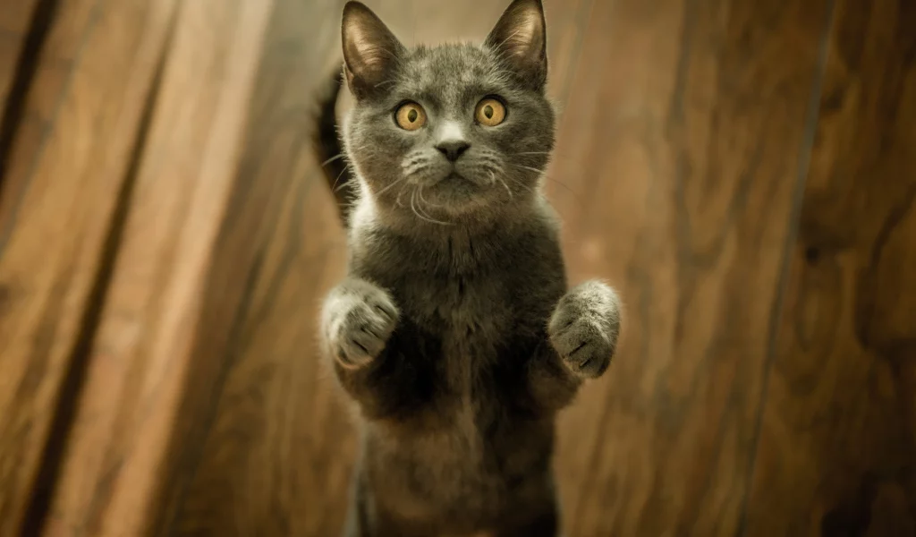 кот