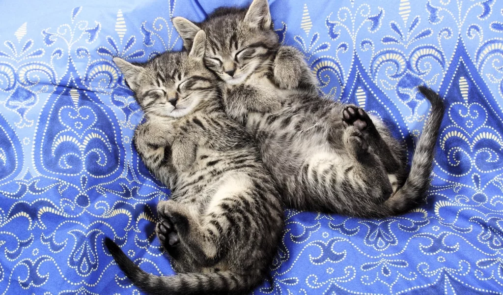 котята