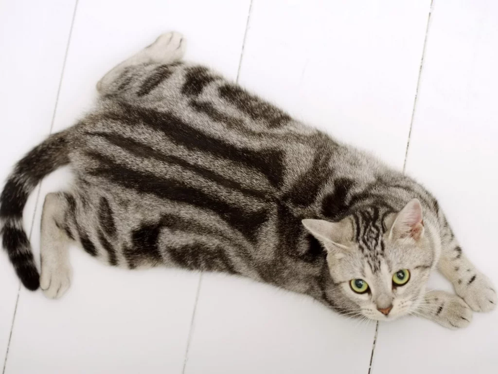 кот