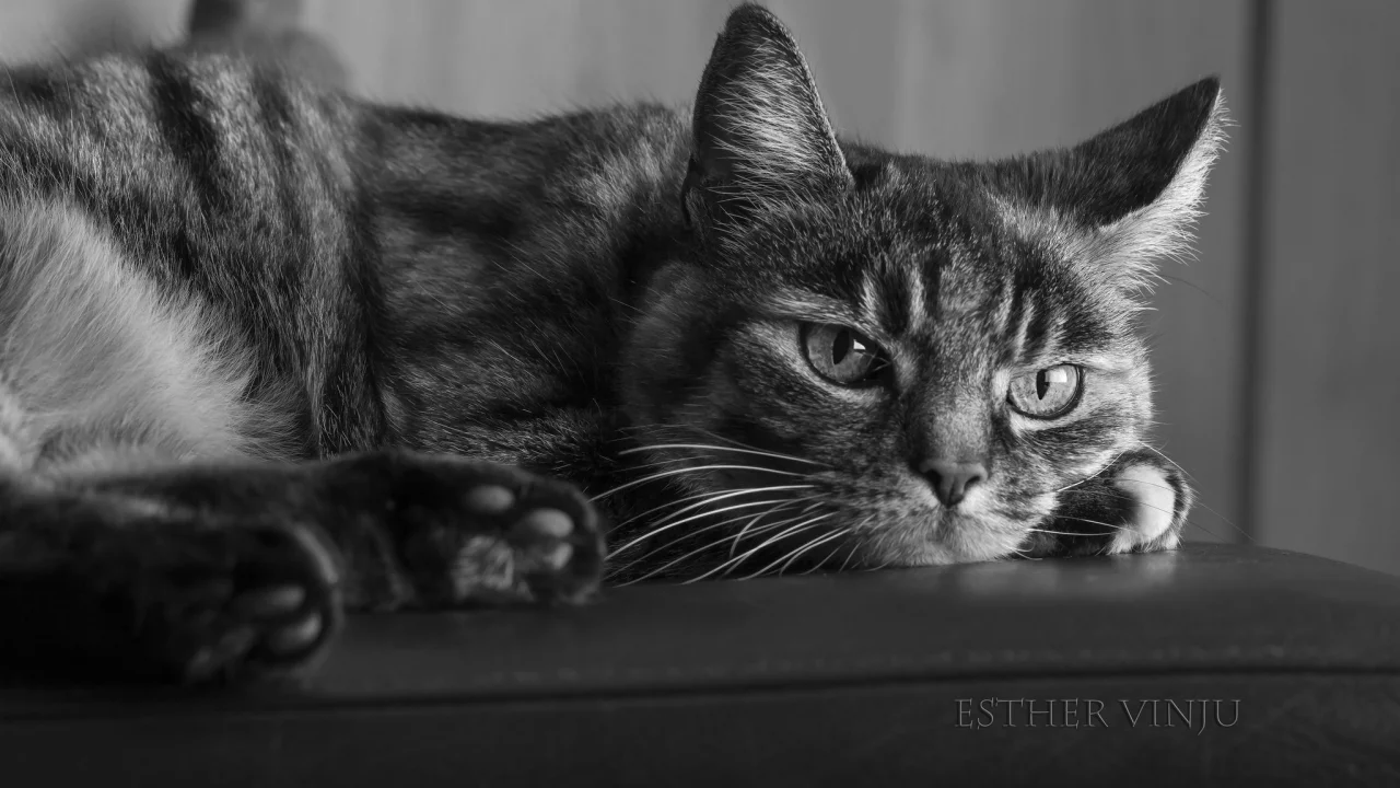 кот