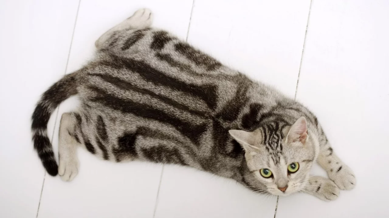 кот