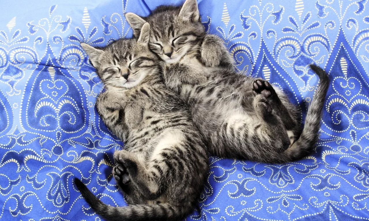 котята