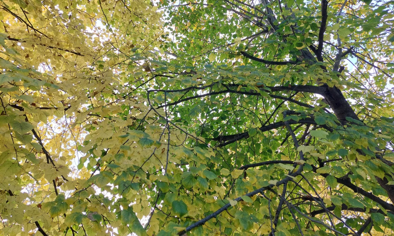 осень