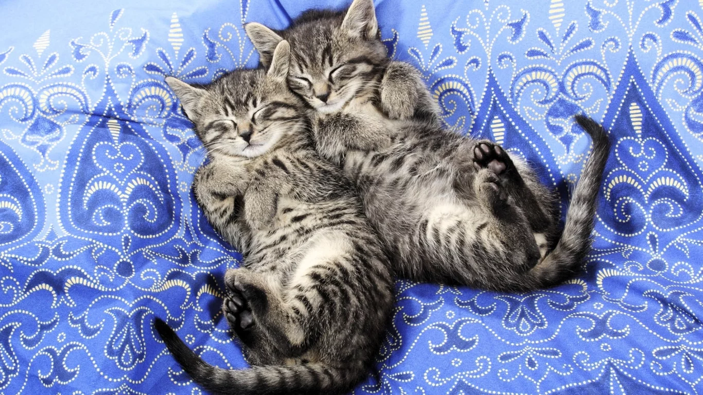 котята