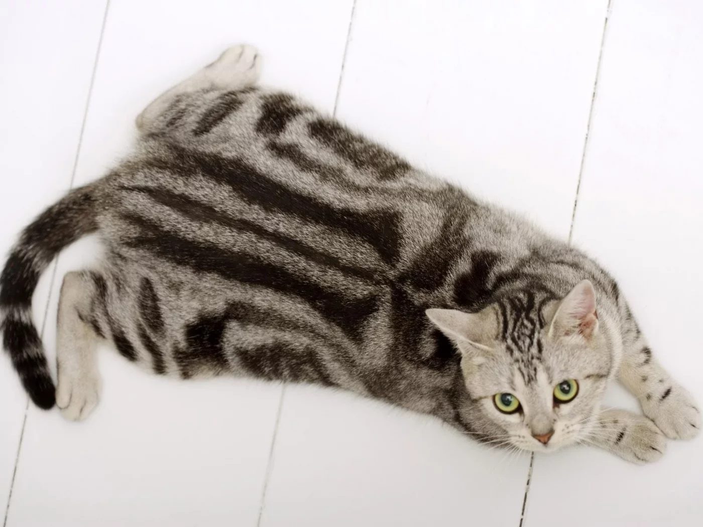 кот