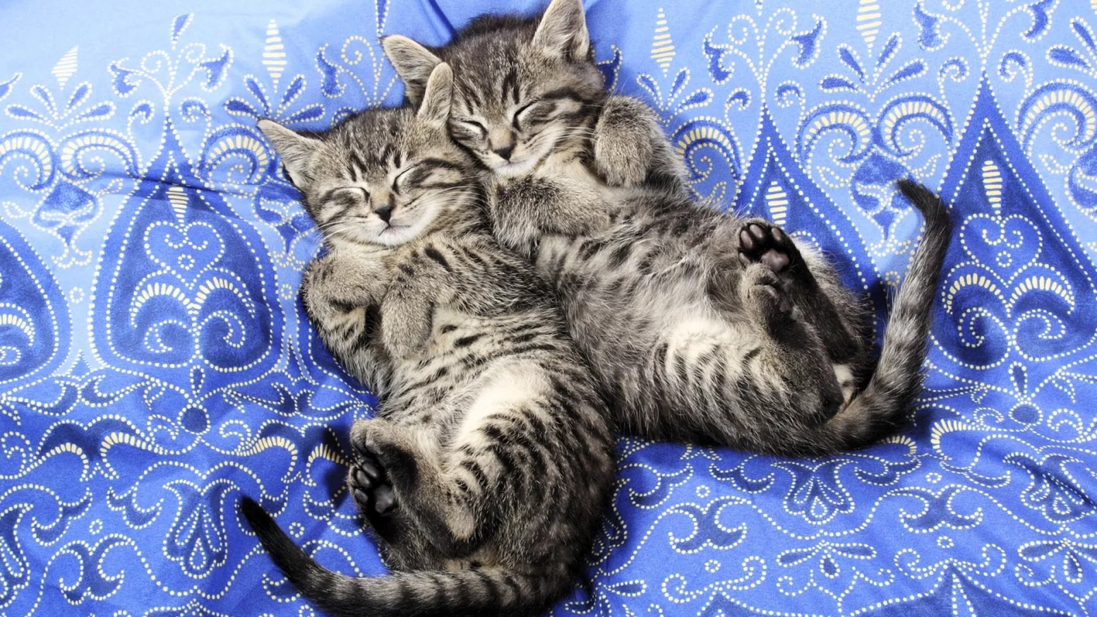 котята