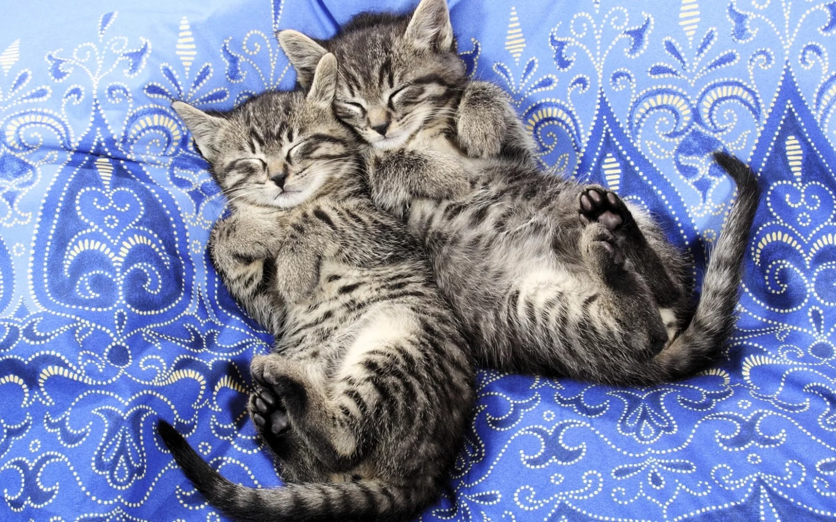 котята