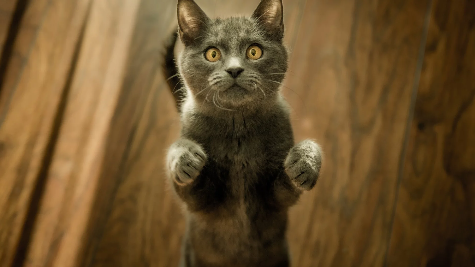 кот