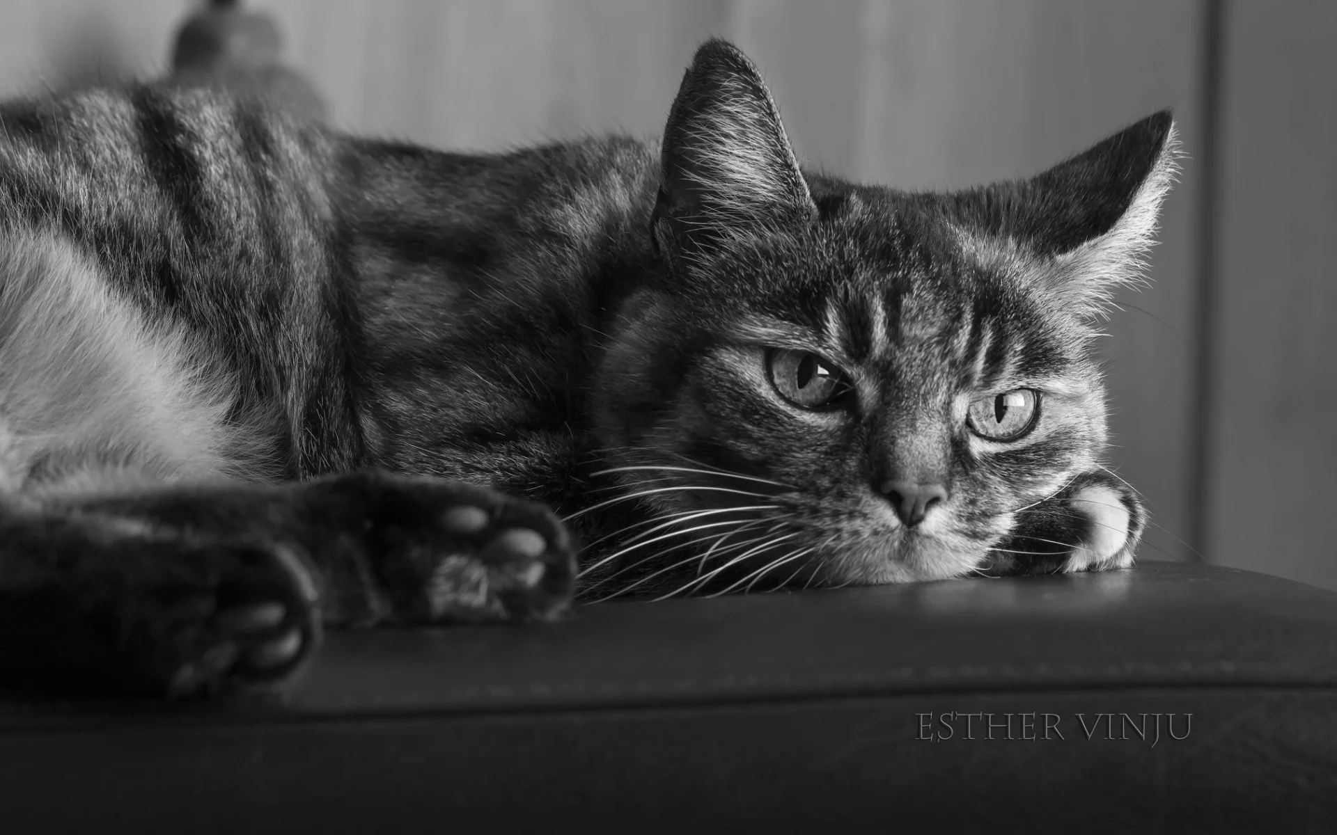 кот