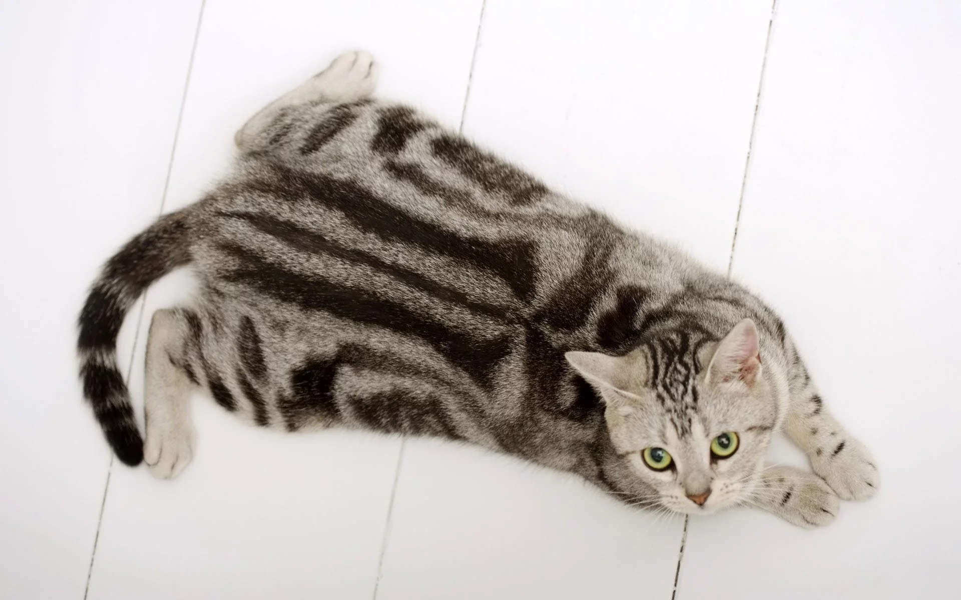 кот