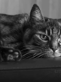 кот