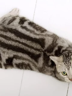 кот