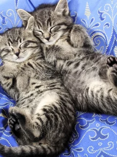 котята