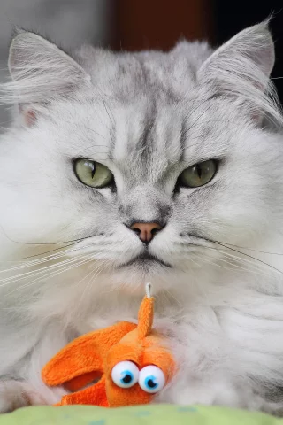 взгляд