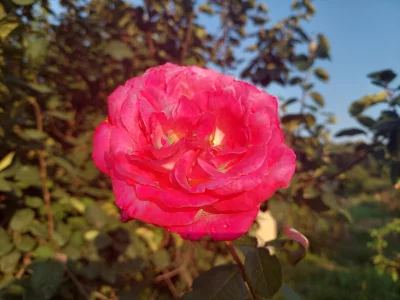 роза