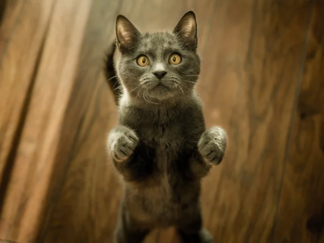 кот