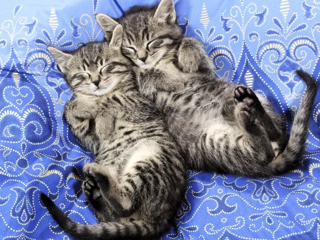 котята