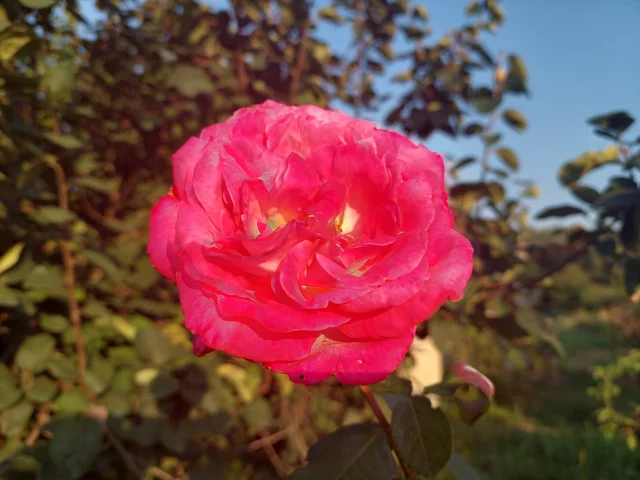 роза