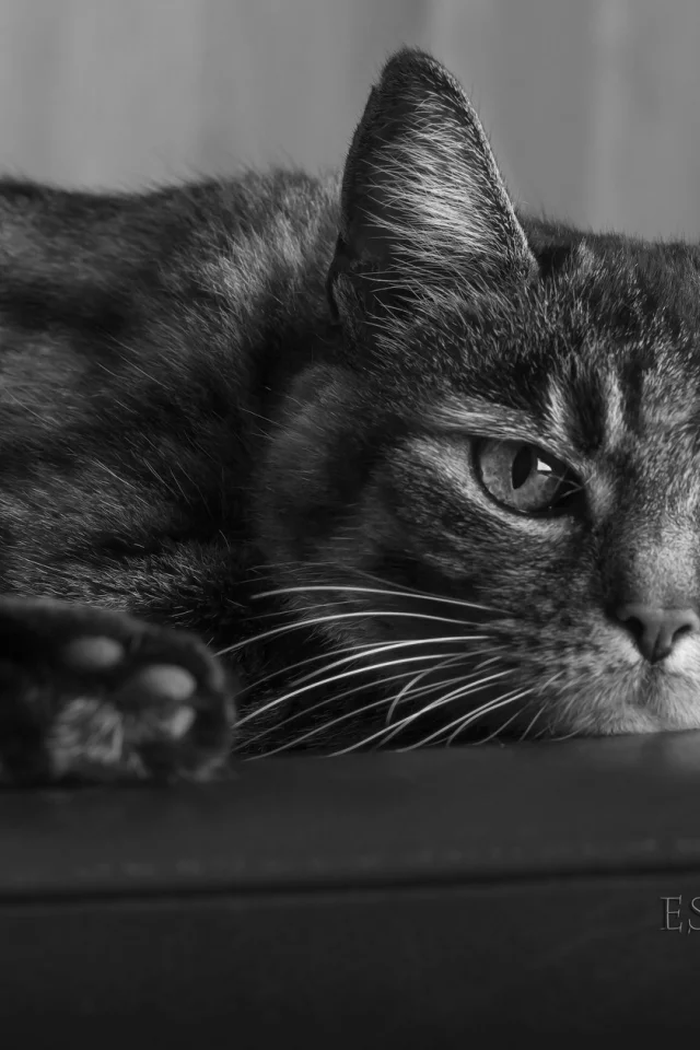 кот