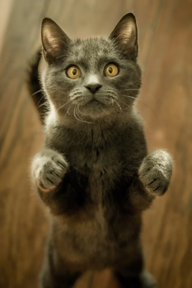 кот