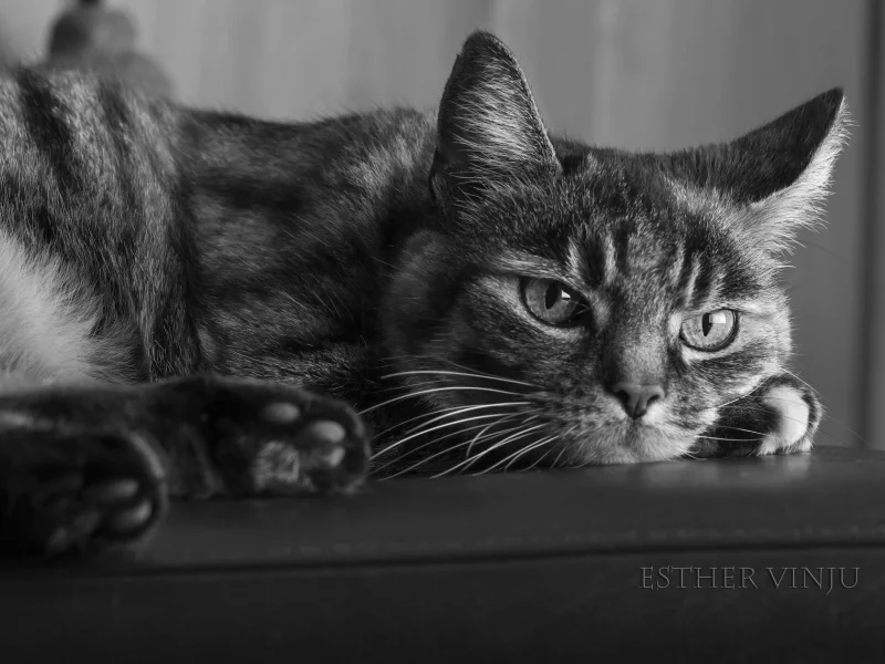 кот