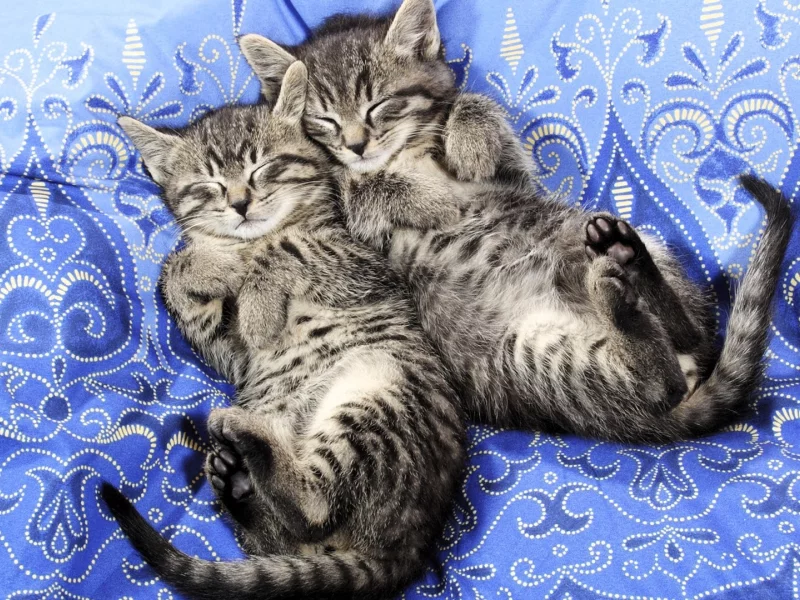 котята
