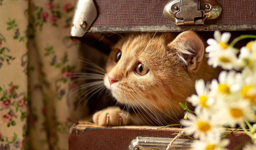кот