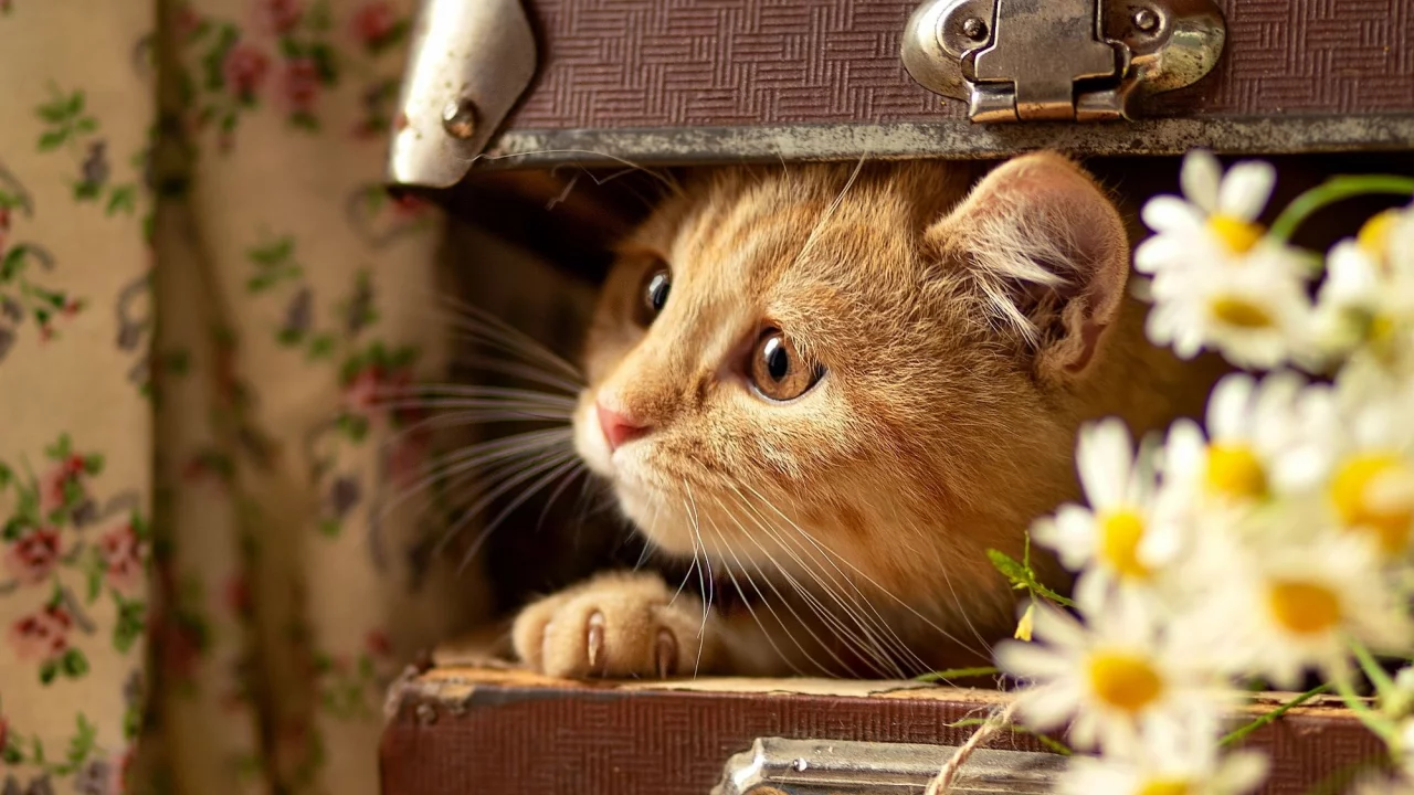 кот