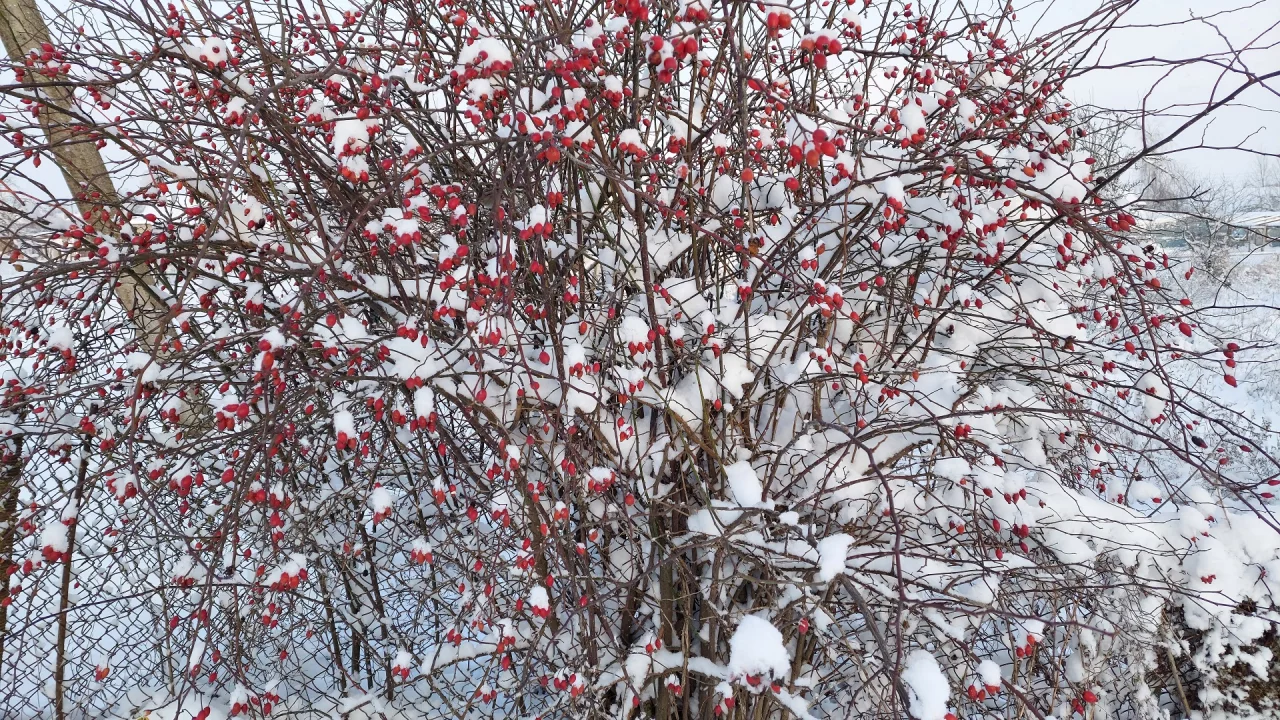 шиповник