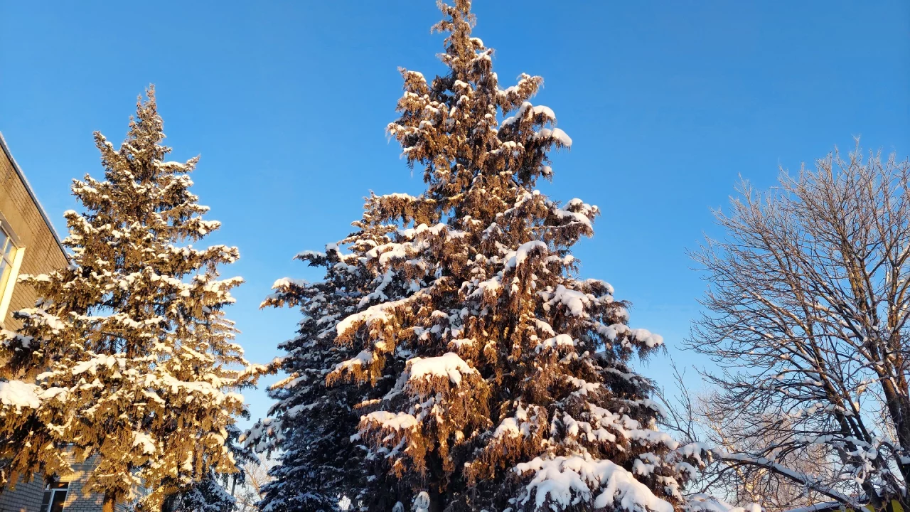 ель