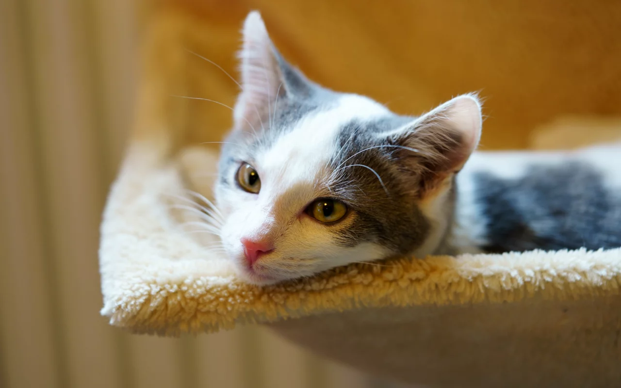 кошка