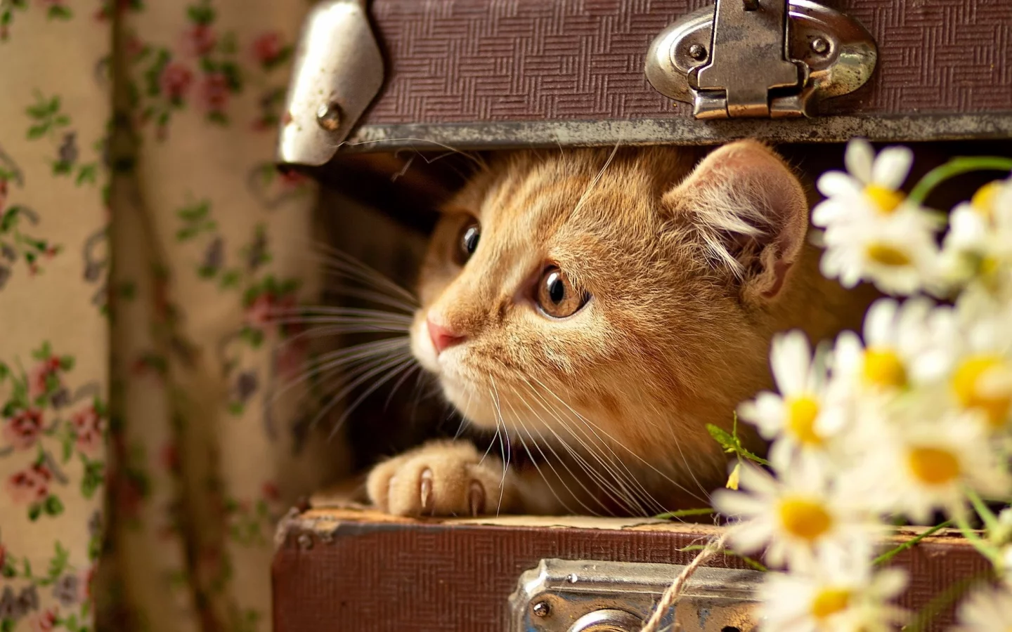 кот