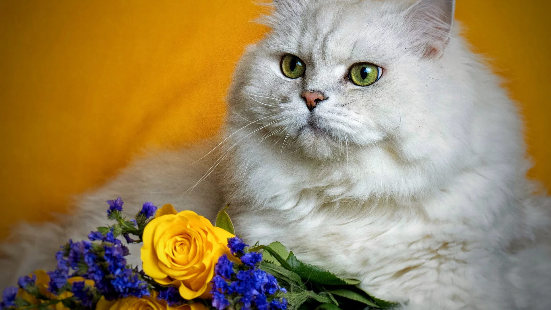 кот